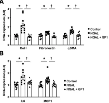 Figure 3.  Effect of GP1 (GPZ614741), at 10 µM, on mRNA levels of (A) profibrotic markers Col I, fibronectin  and αSMA) and (B) proinflammatory markers (IL6 and MCP1) in mNGAL-treated MKF cells