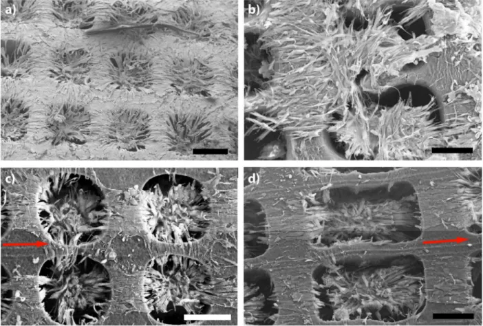 Figure 4. Scanning electron micrographs of C2C12 muscle cells cultured on PGS scaffolds (a, b) Square and rectangular pores without micropatterning, respectively; (c, d) square and rectangular pores with gratings, respectively