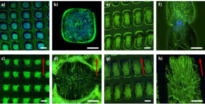 Figure 5. Confocal laser micrographs of C2C12 muscle cells cultured on PGS scaffolds after actin-phalloidin actin staining