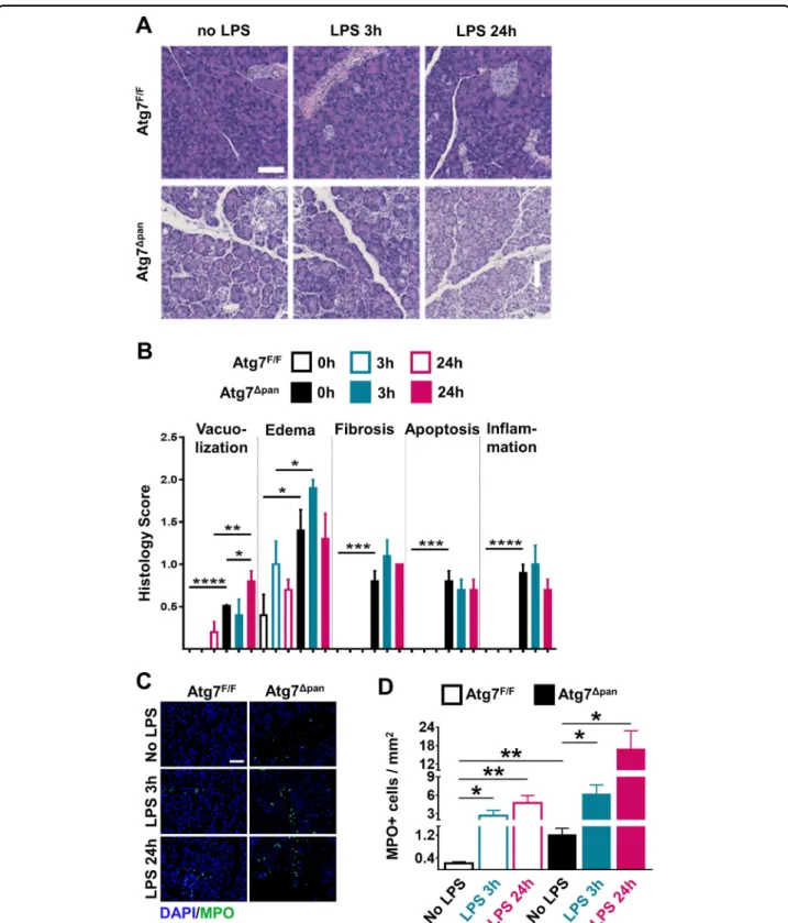 Fig. 2 Histopathological evaluation of the mouse pancreatic tissue. a Representative H&amp;E staining of pancreatic tissue images from Atg7 F/F and Atg7 Δpan mice tissue sections with and without LPS (×20 objective; scale bar = 50 μ m)