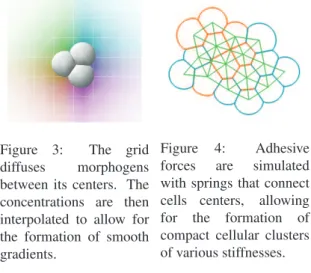 Figure 3: The grid diffuses morphogens between its centers. The concentrations are then interpolated to allow for the formation of smooth gradients.