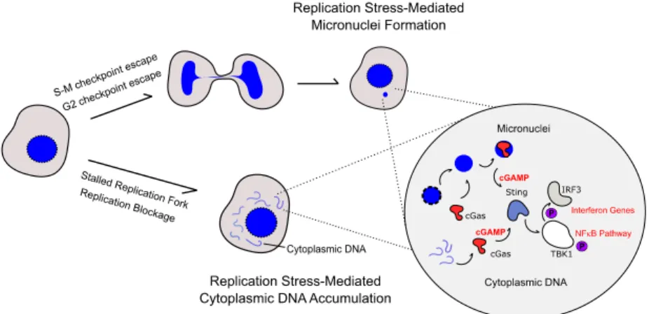 Figure 1. cGAS-STING pathway activation by replicative stress. Two different pathways can trigger  cGAS-STING activation by replicative stress: (1) the formation of micronuclei and (2) the  accumulation of replication fork-derived DNA in the cytoplasm