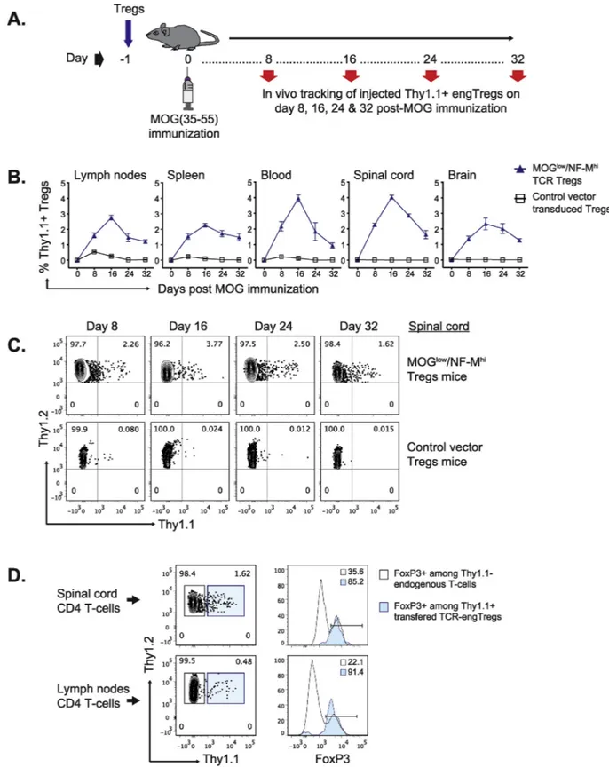 Fig. 3. In vivo persistence of adoptively transferred TCR-engineered Tregs. (A) Experimental scheme: TCR-engTregs expressing Thy1.1 and the MOG low /NF-M hi cross-reactive TCR, or control-engTregs expressing only Thy1.1, were administered to C57BL/6 mice o