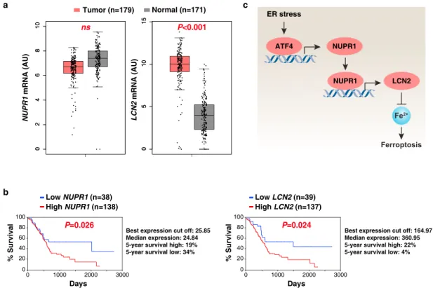 Fig. 7 Prognostic signi ﬁ cance of the NUPR1 – LCN2 pathway in human PDAC. a Upregulation of LCN2 (but not NUPR1) gene expression within the tumor from PDAC patients compared to normal controls using datasets from the Cancer Genome Atlas (TCGA) (one-tailed