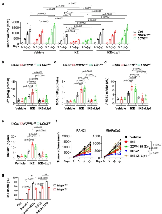 Fig. 5 The NUPR1 – LCN2 pathway limits ferroptotic cancer cell death in vivo. a Athymic nude mice were injected subcutaneously with indicated PDHA1- PDHA1-knockdown (NUPR1 KD ) or LCN2-knockdown (LCN2 KD ) PANC1 cells for 7 days and then treated with IKE (
