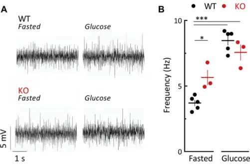 Figure 3: Middle-aged GluK2 / mice have an increased electrical activity of the parasympathetic nerve in the fasted state