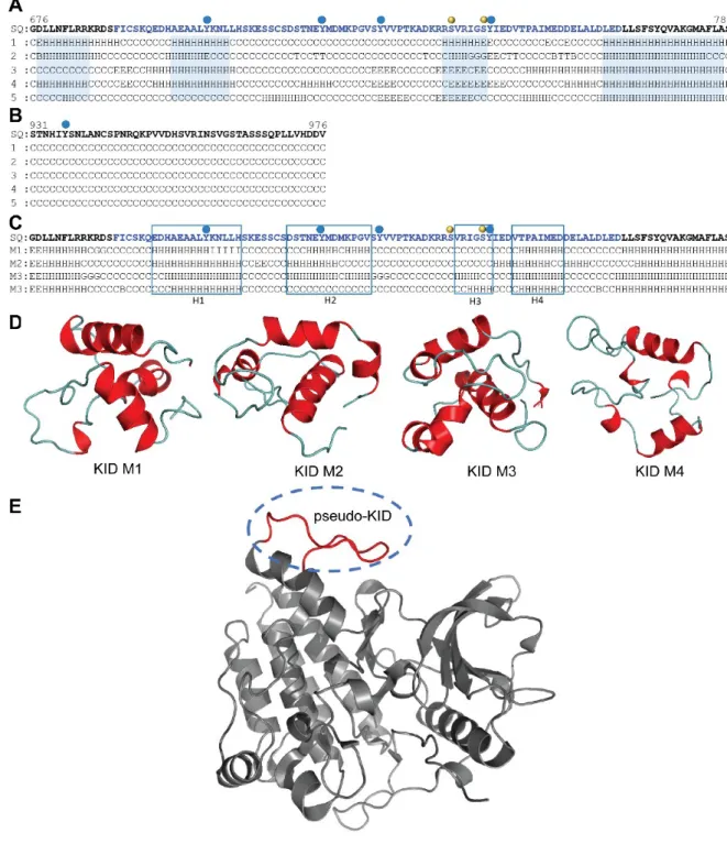 Figure   2.  Modelling   of   the   full-length   KIT   cytoplasmic   domain.  Prediction   of   the   secondary structure content of KID (A) and C-term (B)