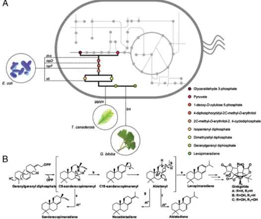Fig. 1. (A) Engineering levopimaradiene synthesis in E. coli. A plant-derived pathway was constructed by introducing T