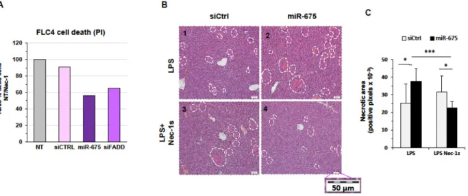 Figure 7. miR-675 induces necroptosis, which is rescued by Nec-1 in vitro and in vivo