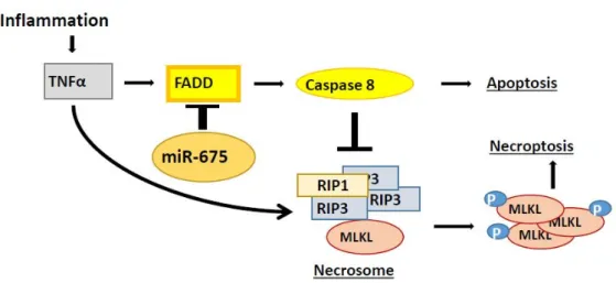 Figure 9. Our schematic model for induction of necroptosis by miR-675. Necroptosis occurs fol- fol-lowing the rupture of the cell membrane, which involves phosphorylated MLKL molecules