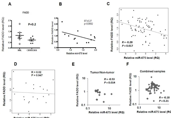 Figure 3. Negative miR-675/FADD (Fas-Associated Protein with Death Domain) correlation in liver samples from human  and Mdr2-KO mice