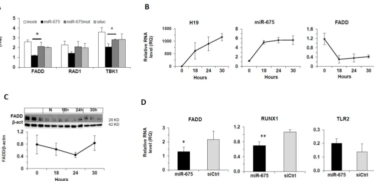 Figure 4. Regulation of FADD by miR-675 in vitro and  in vivo. (A) The effect of miR-675 on target gene expression in  Hep3B cells