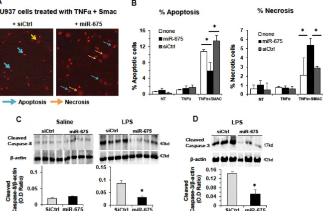 Figure 6. miR-675 induces necrosis in vitro and inhibits apoptosis in livers of LPS-treated mice