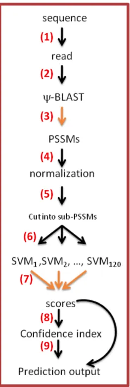 Figure 2. The framework of PredyFlexy and underlying methods. (1) User must give a  single sequence as (2) input