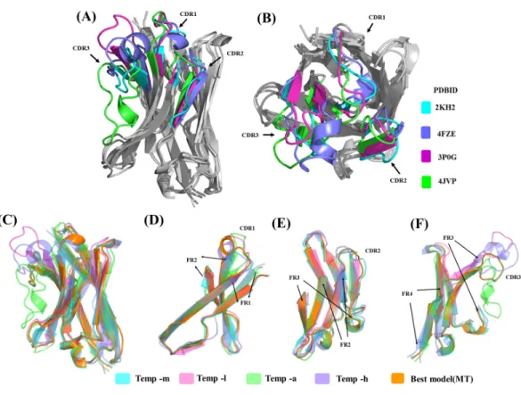 Figure 6 Analyses of structural template and best structural models. First, the four templates Temp -m, Temp -l, Temp -a and Temp -h are superimposed