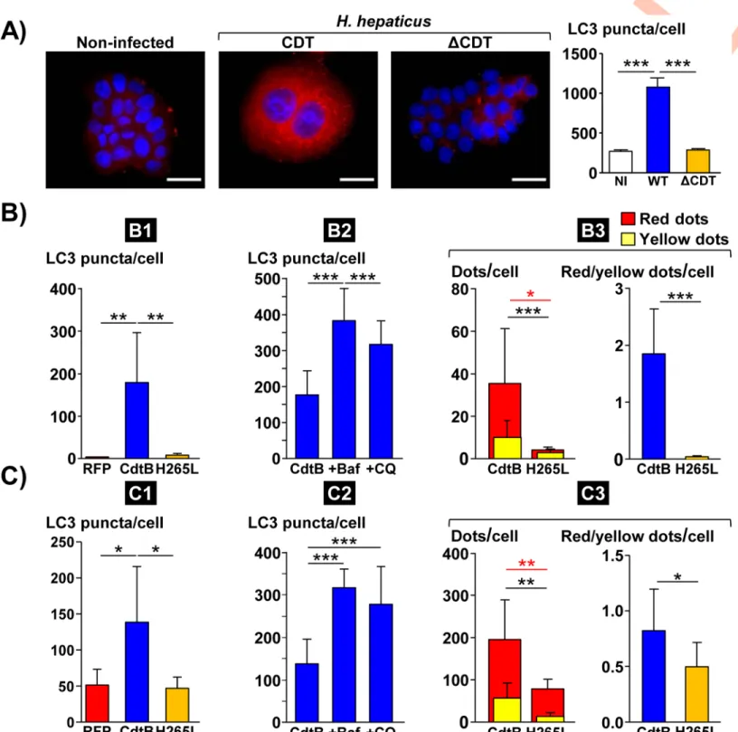 Fig 2. Effects of Helicobacter hepaticus cytolethal distending toxin on LC3 expression in human intestinal and hepatic epithelial cells