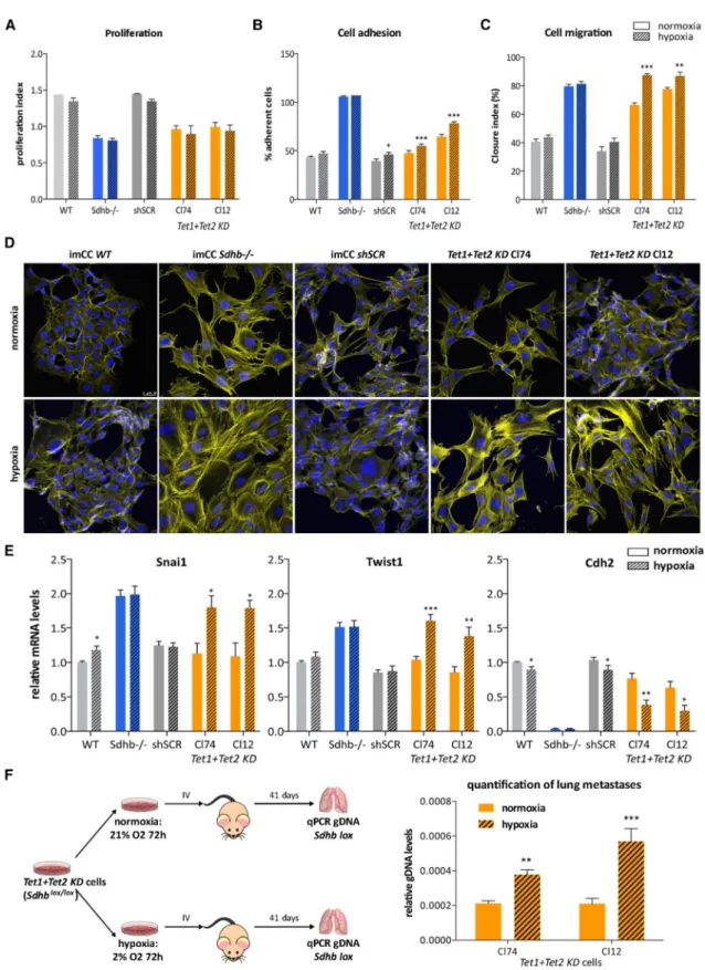 Figure 6. Hypoxia Synergizes with TET Inhibition to Drive Neuro-endocrine-to-Mesenchymal Transition and Subsequent Metastatic Traits (A) The indicated cell lines were cultivated for 72 h at 21% (normoxia) or 2% O 2 (hypoxia) before running a 7 day prolifer