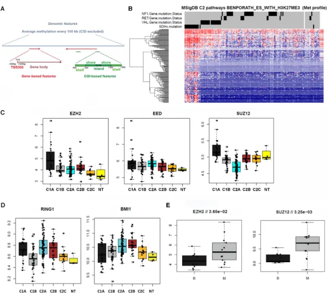 Figure S1. Related to Figure 1. Polycomb pathway in SDH-deficient tumors. A, Description of genomic  features used to analyze meDIP-seq and (ox)RRBS data