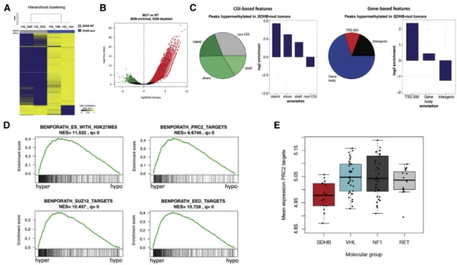 Figure 1. MeDIP-Seq Analysis of DNA Methylation in SDHB -mut Tumors Identifies Enrichment in PRC2 Targets (A) Hierarchical clustering of the tumors based on methylation of the 1,000 most variant peaks.