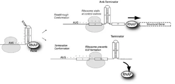 Fig. 3. Starting point and possible outcomes of the attenuation race at E.coli ’s trp operon
