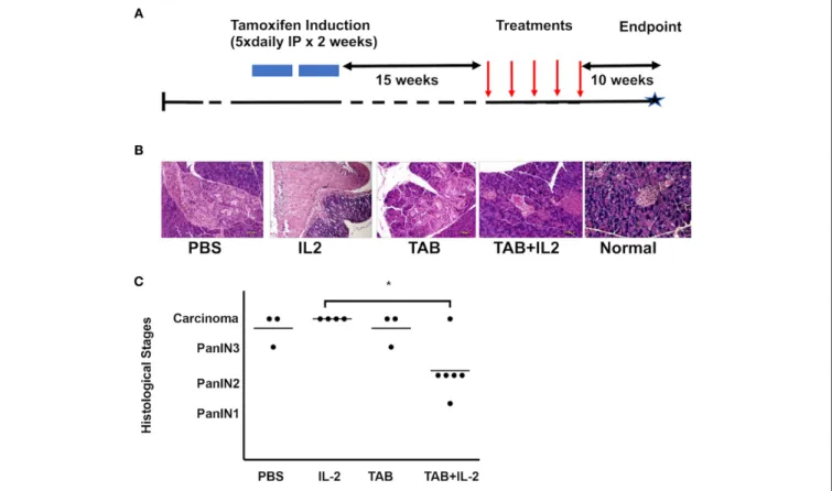 FIGURE 1 | TAB004 + Lip-MSA-IL-2 treatment significantly slowed tumor progression in a spontaneous pancreatic cancer mouse model