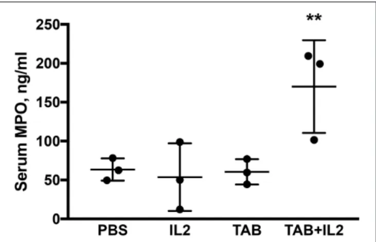 FIGURE 4 | Blood myeloperoxidase (MPO) concentrations were significantly higher in KCM-tumor bearing mice following TAB004 + Lip-MSA-IL-2 treatment