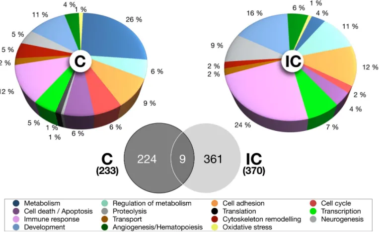 Fig. 1. Analysis of the bovine microarray data for the AI versus SCNT comparison in endometrial caruncles [C] and intercaruncular [IC] areas at implantation.