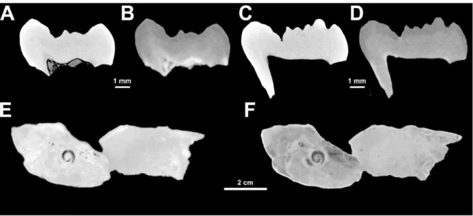 FIGURE 1 Selected images of X-ray and neutron microcomputed tomography (μCT) of two 390 