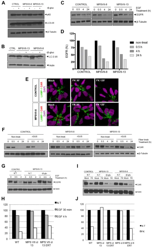 Figure 8.  Lysosome function alteration in MPS VII NPCs and neurons. Autophagy basal levels in control  and MPS VII NPCs (A) and in control and MPS VII neurons (B)