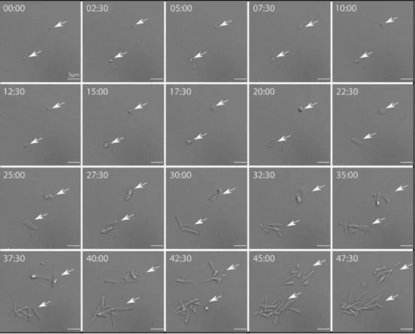 Figure 4.  Time-lapse light microscopy. Hbt. salinarum morphological changes were monitored during recovery  in 4.2 M NaCl growth medium after a low-salt shock (1 h) at 0.5 M