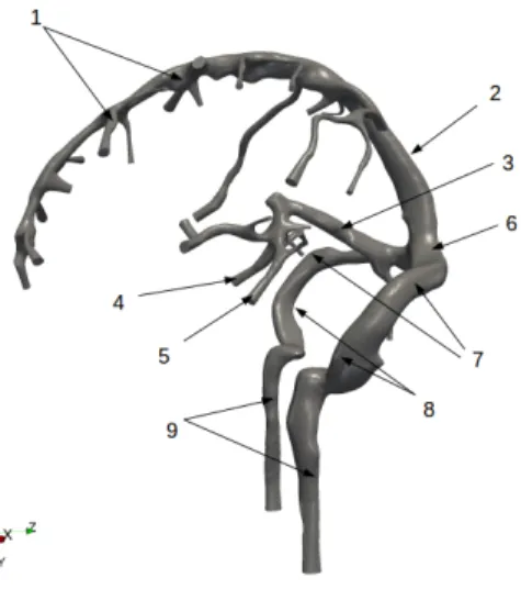 Figure 1. Cerebral venous network.