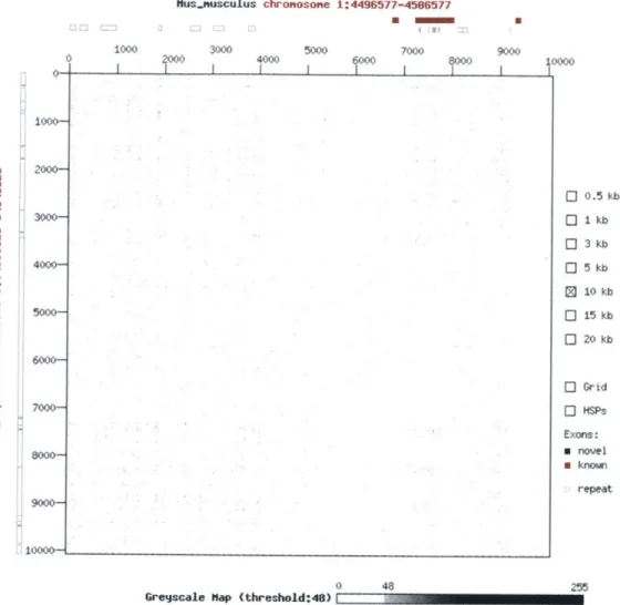 Figure 3:  Ensembl's Dotterview  shows a dot matrix between a Mus musculus sequence region  and a Homo sapiens sequence  region.