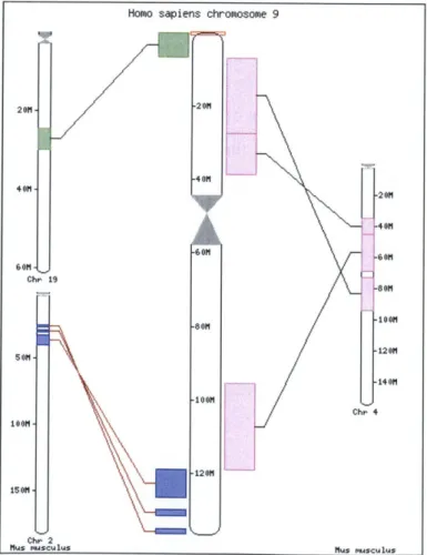 Figure 1:  An EnsembI  synteny  map  for Homo sapiens chromosome  9  versus Mus musculus genome.'