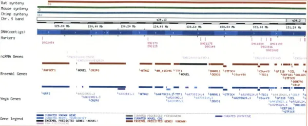 Figure 2: A  syntenic  region  on Homo sapiens chromosome 9  displayed  in  the Ensembl  browser