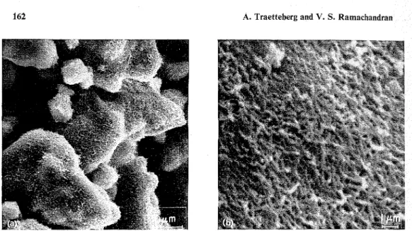 Figure  2 (a). Paste  of  C 3 S + H 2 0  hydrated  30  days  (w/s  =  0.5); (b) Paste of  C3S hydrated  30  days  (w/s  =  0.5)  at  higher  magnification