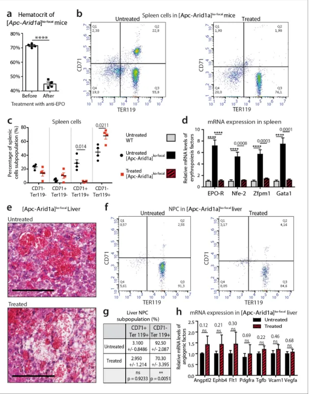 Figure 4. Blockade of Epo signaling with anti-EPO serum in [Apc-Arid1a] ko-focal mice eliminates aberrant erythropoiesis in the spleen, but maintains angiogenesis in the liver