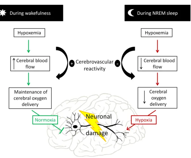 Figure 1: Hypoxemia during non-rapid eye movement (NREM) sleep promotes brain hypoxia  and potentially damages brain tissue 