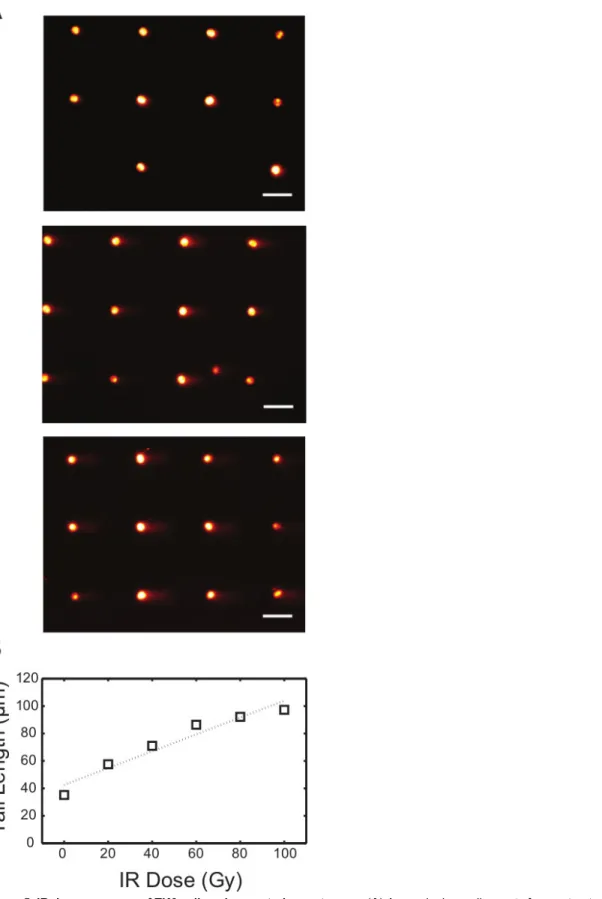Figure 5. IR dose response of TK6 cells using neutral comet assay. (A) Arrayed microwell comets from untreated TK6 lymphoblasts (top) and TK6 cells exposed to 40 Gy (middle) and 80 Gy (bottom) gamma irradiation