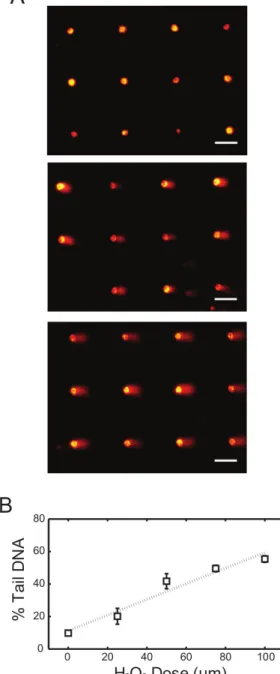 Figure 1. H 2 O 2  dose response of TK6 cells using alkaline comet assay. (A) Arrayed microwell comets from untreated TK6 lymphoblasts (top) and TK6 cells exposed to 50 μM (middle) and 100 μM (bottom) H 2 O 2  for 20 min at 4 °C