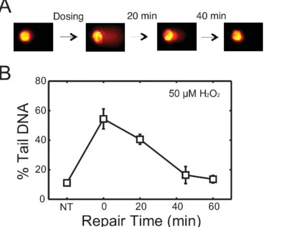 Figure 3. Repair of H 2 O 2 -induced damage in TK6 lymphoblasts. (A) Schematic of repair study with representative comets