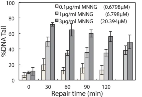 Figure 4. Repair of MNNG-induced damage in TK6 lymphoblasts. TK6 cells are treated with 0.1, 1, and 3 µg/ml MNNG for 30 min at 4 °C and allowed to repair in media at 37 °C up to 120 min post exposure