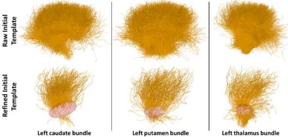 Figure 2: Template initialisation for three brain fiber bundles: left caudate, left putamen and left thalamus bundle