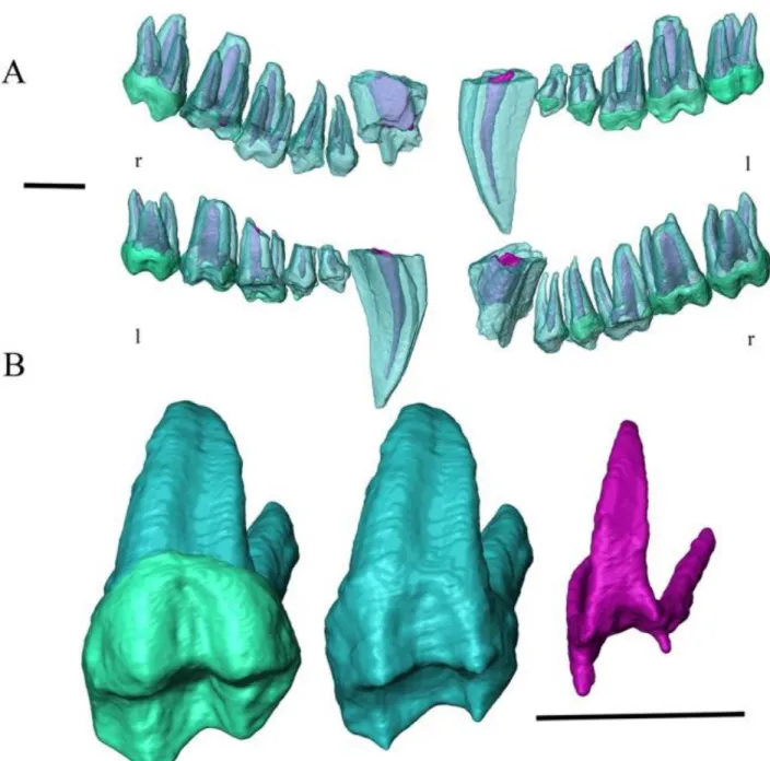 Figure 2. (A) The virtually extracted right (r) and left (l) tooth rows of STS 1039 rendered in semi‐