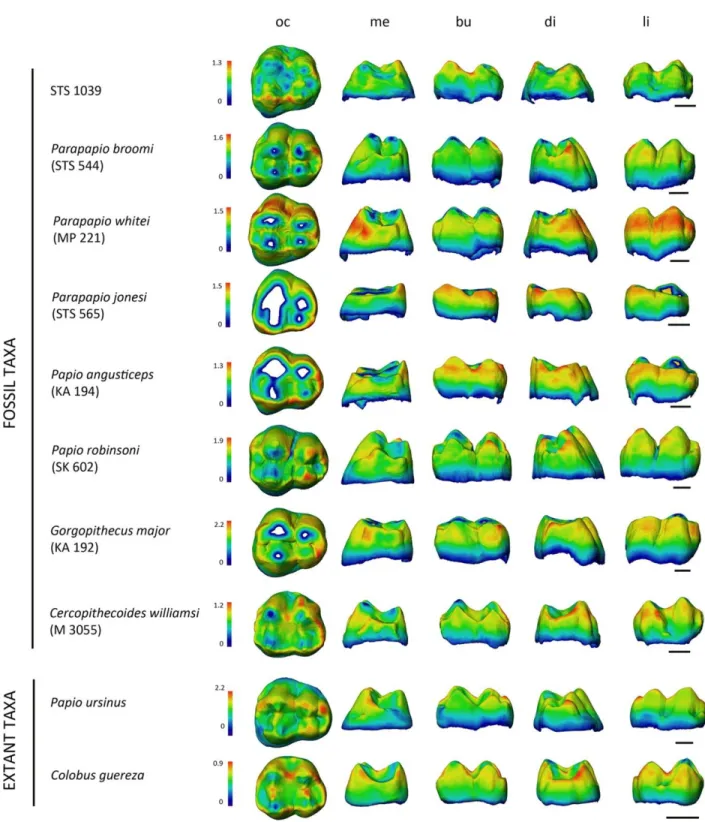 Figure 4. Enamel thickness (mm) cartographies of the upper RM3 crown of STS 1039 compared  with  the  condition  revealed  by  some  selected  Plio‐Pleistocene  and  extant  (P