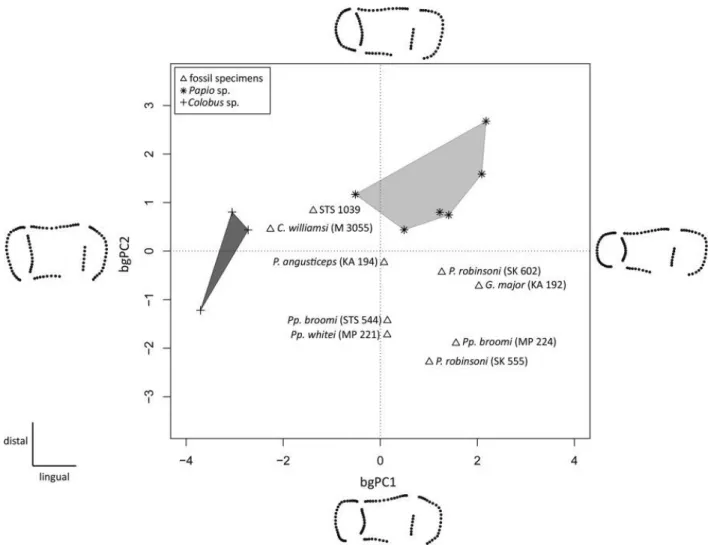 Figure 5. Between‐group principal component analysis (bgPCA) of the Procrustes‐registered shape  coordinates of the EDJ morphology calculated for the upper RM3 of STS 1039 compared with the  evidence from some Plio‐Pleistocene and extant (Papio sp