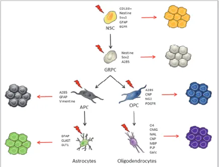 Figure  1 :  Cellules  à  l’origine  des  gliomes  et  glioblastomes :  hypothèses.  Représentation  schématique  du  développement  d’un  gliome  via  diverses  cellules  initiatrices  potentielles,  d’après  (Jiang  and  Uhrbom,  2012)