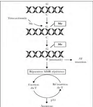 Figure 11 : Mécanisme d’action du Témozolomide (Benouaich-Amiel et al., 2005). 