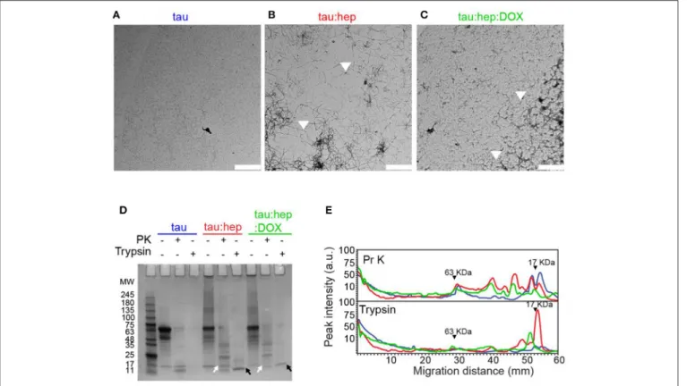 FIGURE 4 | Doxycycline interferes with heparin-induced tau fibril formation. (A–C) Transmission electron microscopy (TEM) of different 2N4R tau samples incubated at 37 ◦ C under orbital agitation and harvested after 168 h of incubation