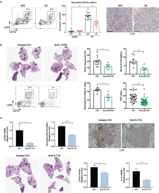 Figure 6. Microbiota-induced γδ T cells promote neutrophil infiltration and tumor development.