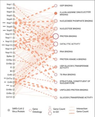 FIGURE 3 | SARS-CoV-2 proteins and gene ontologies of their interacting host genes. Size of gene ontology circle is proportional to the number of genes in the ontology, while thickness of the lines linking SARS-CoV-2 proteins and gene ontologies represents